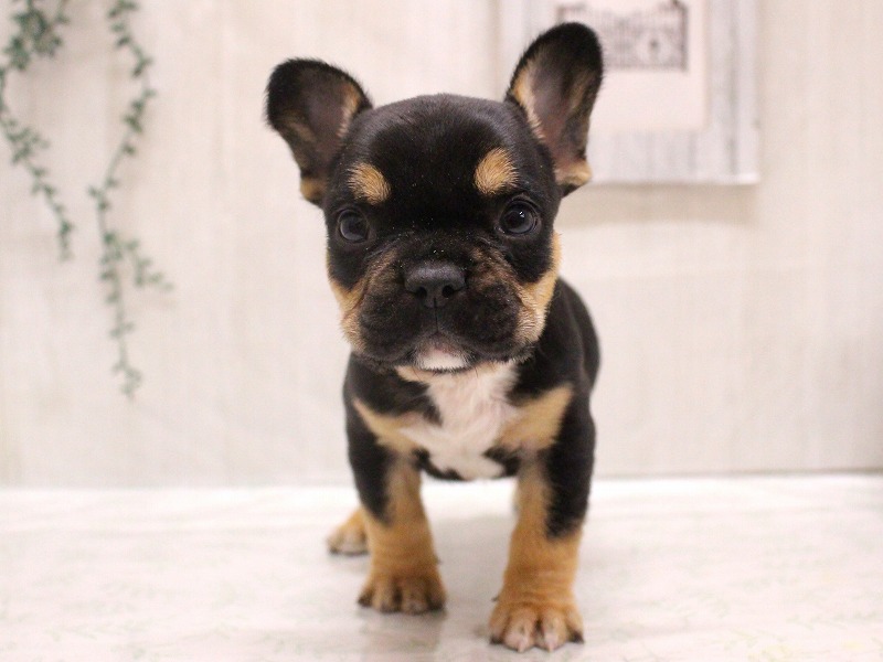 フレンチブルドッグ25-1262