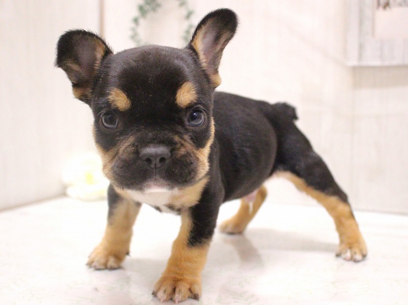 フレンチブルドッグ25-1262