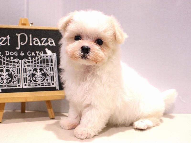 マルチーズ25-1234