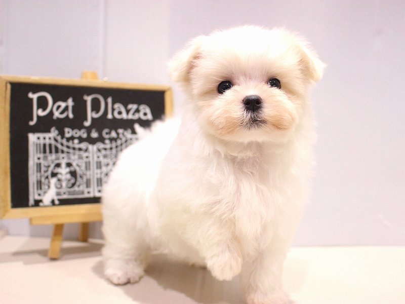 マルチーズ25-1234