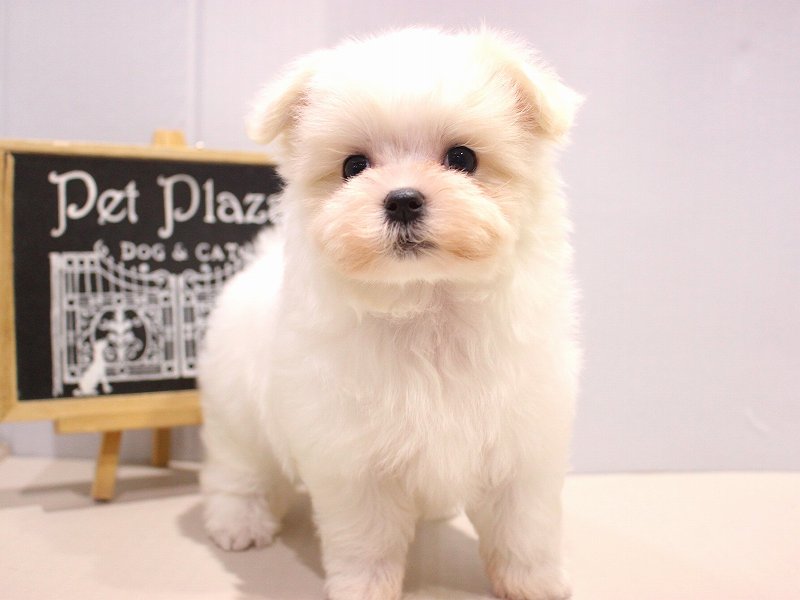 マルチーズ25-1234