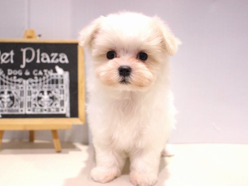 マルチーズ25-1234