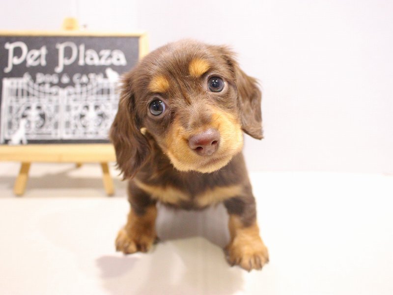 ミニチュアダックスフンド25-1233