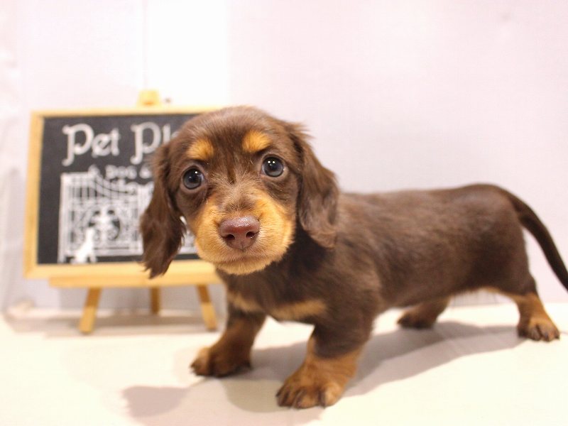 ミニチュアダックスフンド25-1233