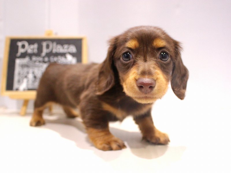 ミニチュアダックスフンド25-1233