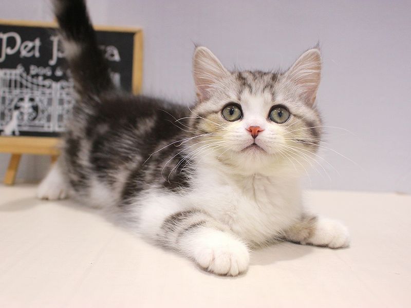 ミヌエット25-1220