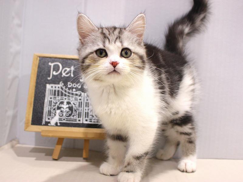 ミヌエット25-1220