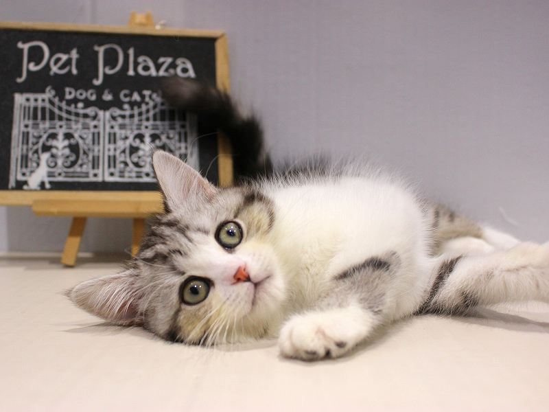 ミヌエット25-1220