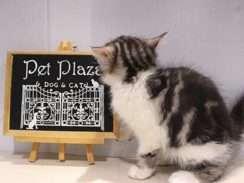 ミヌエット25-1220