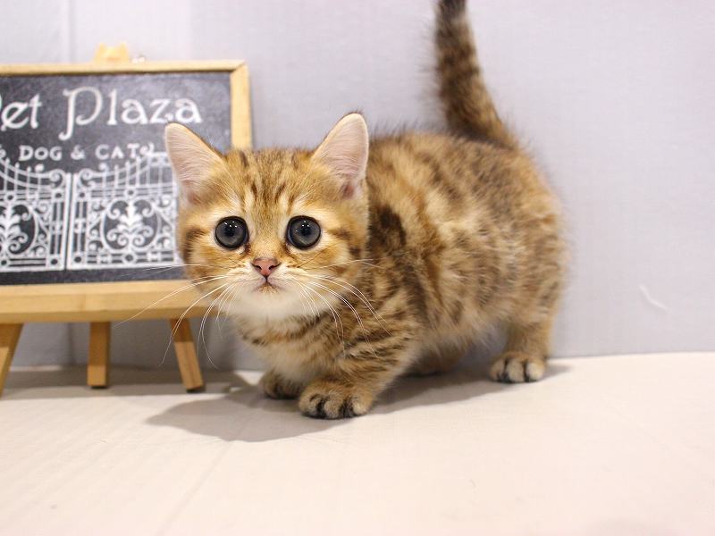 ミヌエット25-1223