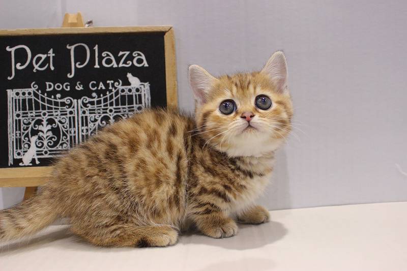 ミヌエット25-1223