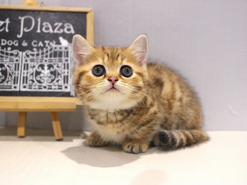 ミヌエット25-1223