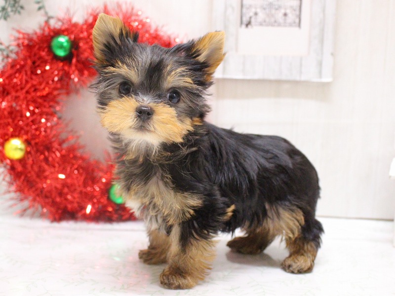 ヨークシャーテリア25-1265