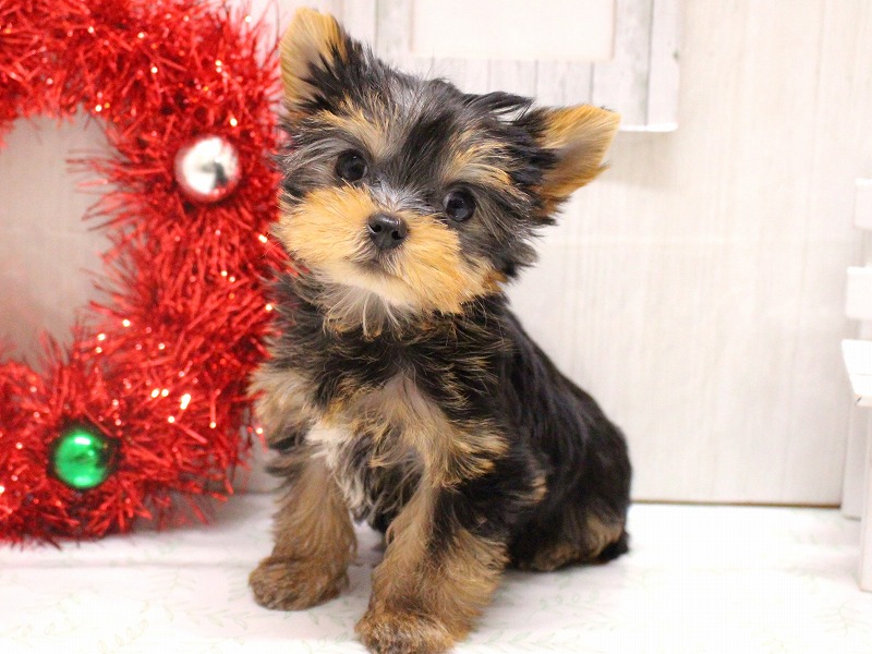 ヨークシャーテリア25-1265