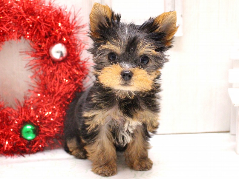 ヨークシャーテリア25-1265