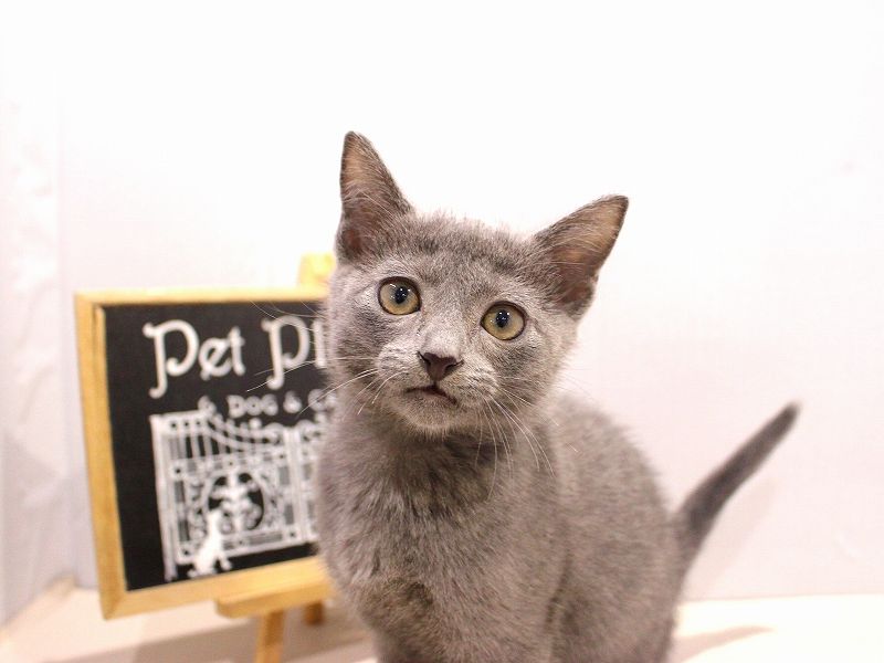 ロシアンブルー25-1219