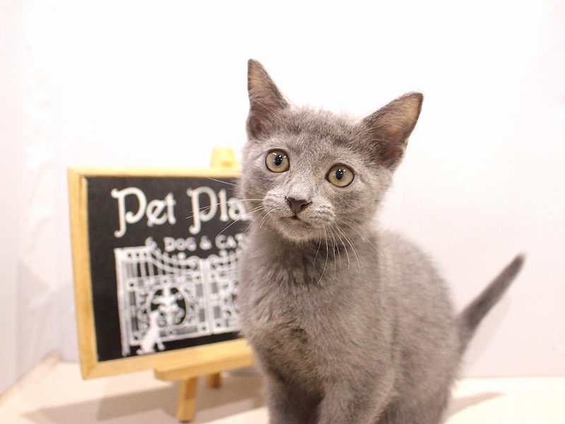 ロシアンブルー25-1219