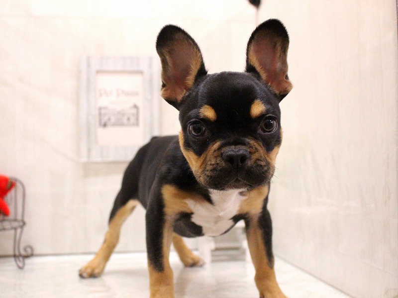 フレンチブルドッグ25-1262