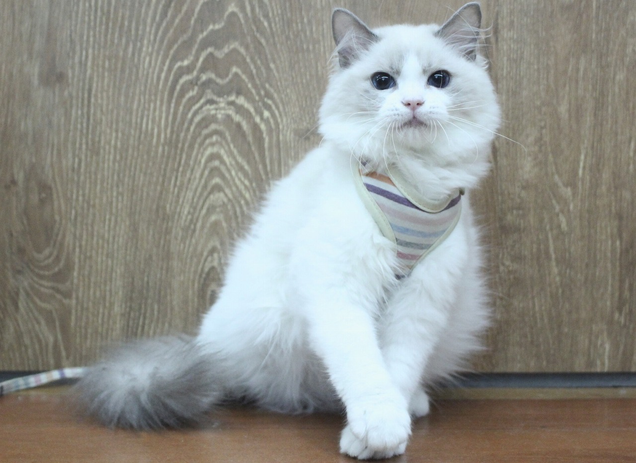 ラグドール26-0102