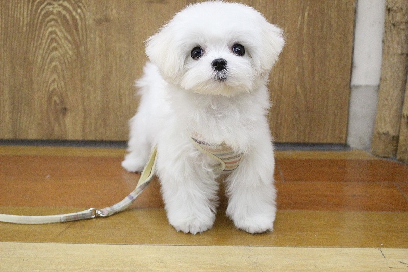 マルチーズ26-0087