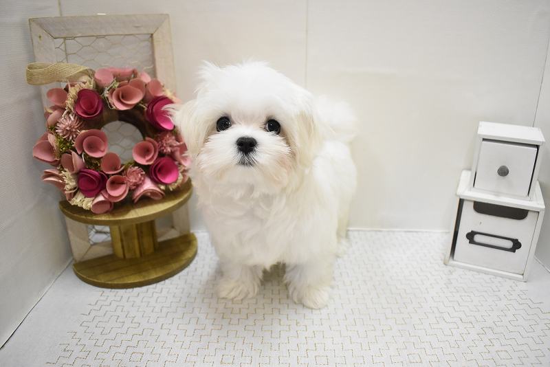 マルチーズ25-1270