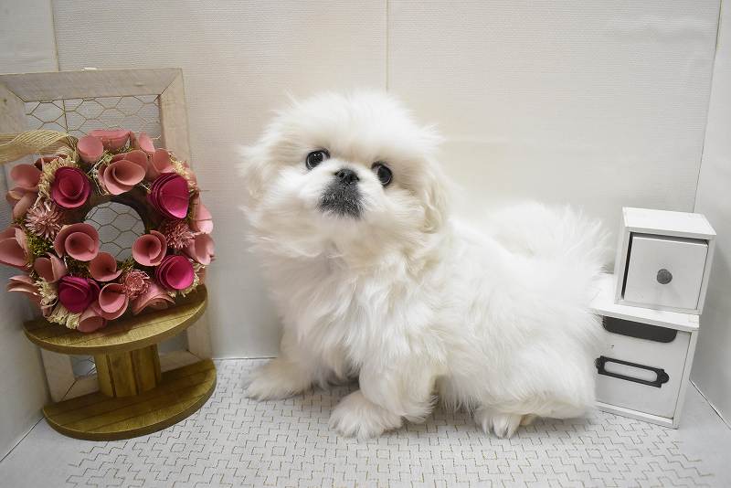 ペキニーズ25-1295