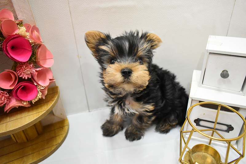 ヨークシャーテリア26-0004