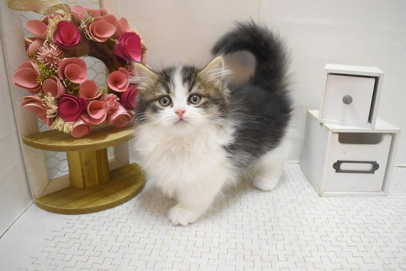 ミヌエット26-0026