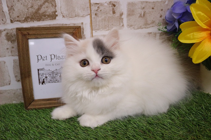 ブリティッシュロングヘア26-0042