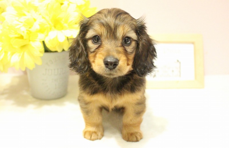 ミニチュアダックスフンド26-0049