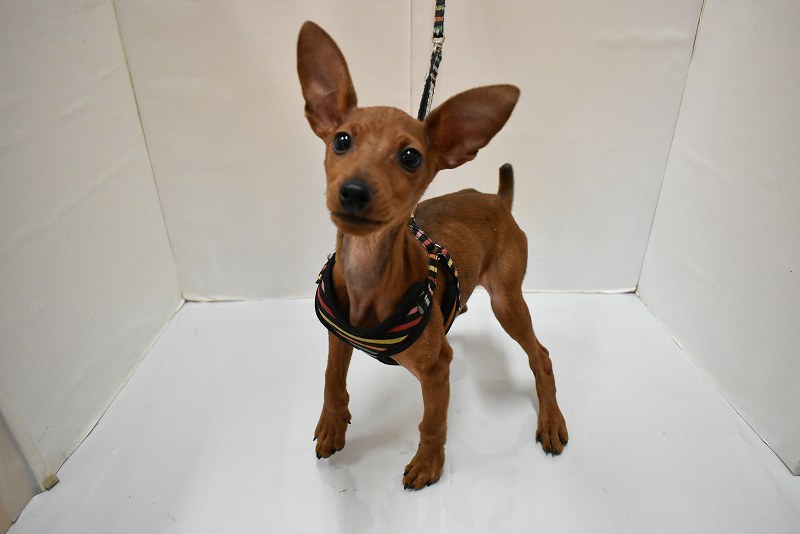 ミニチュアピンシャー26-0051