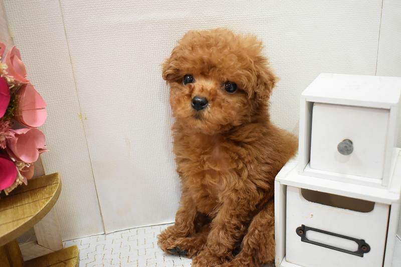 トイプードル26-0058