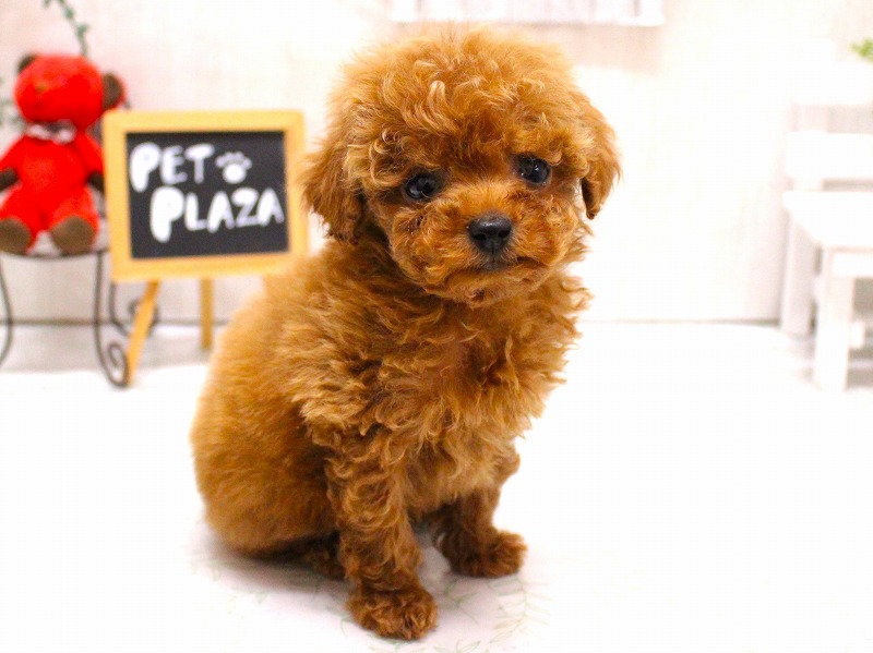 トイプードル26-0061