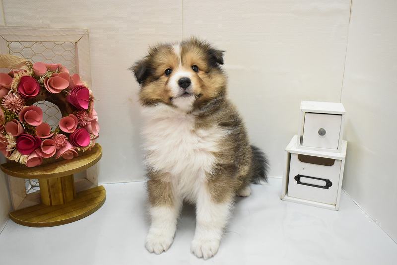 シェットランドシープドッグ26-0065