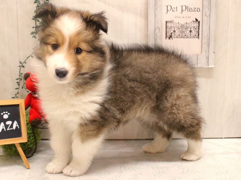 シェットランドシープドッグ26-0066