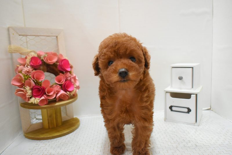 トイプードル26-0085