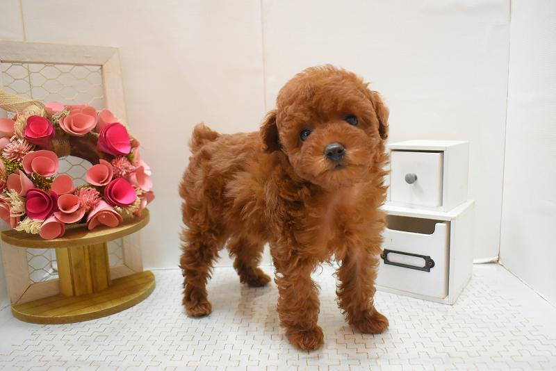 トイプードル26-0085