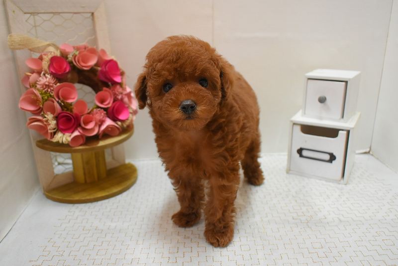 トイプードル26-0085