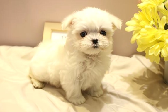 マルチーズ26-0087