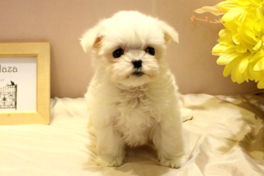 マルチーズ26-0087