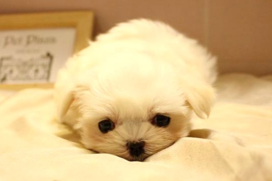 マルチーズ26-0087