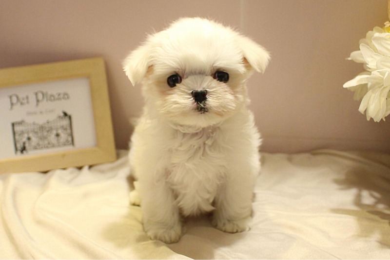 マルチーズ26-0087