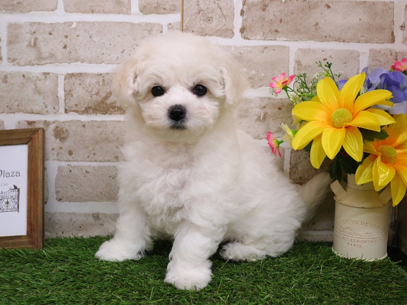 ビションフリーゼ26-0105