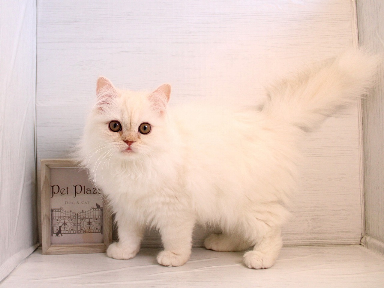 スコティッシュストレート26-0023