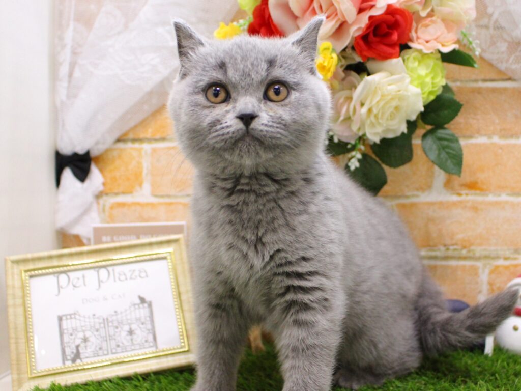 猫ちゃん紹介😸✨