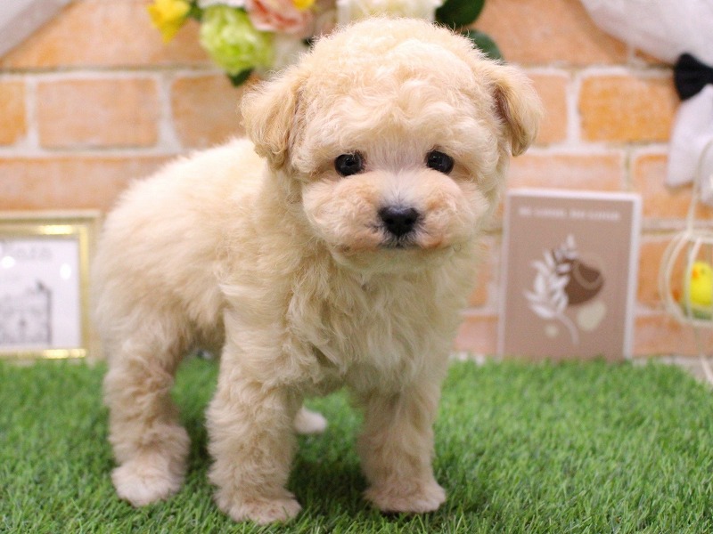 トイプードル26-0050