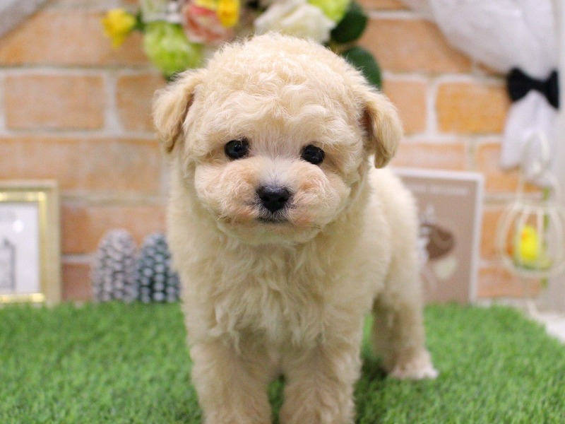 トイプードル26-0050