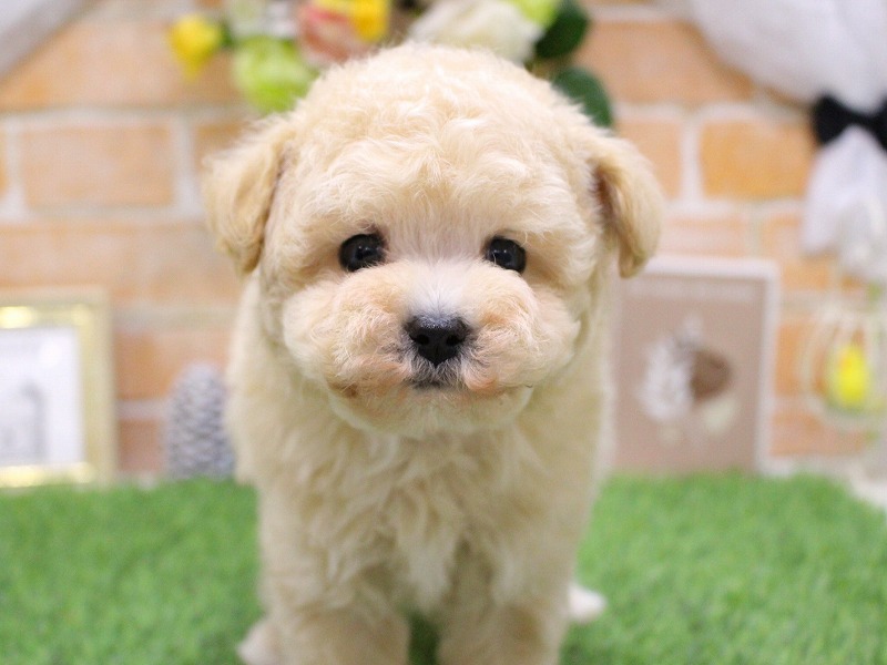 トイプードル26-0050