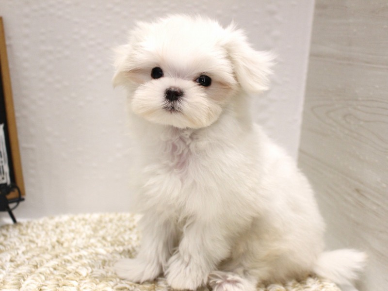 マルチーズ26-0016