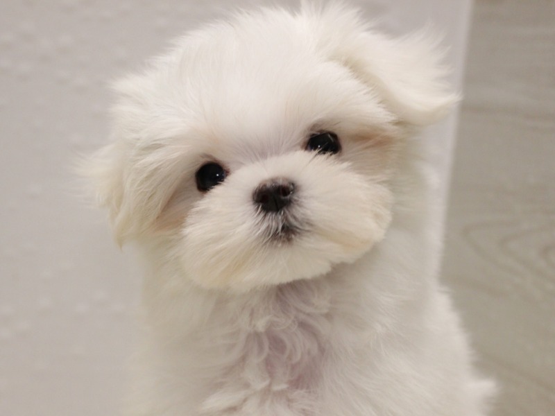 マルチーズ26-0016